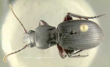 Media type: image;   Entomology 600480 Aspect: habitus dorsal view